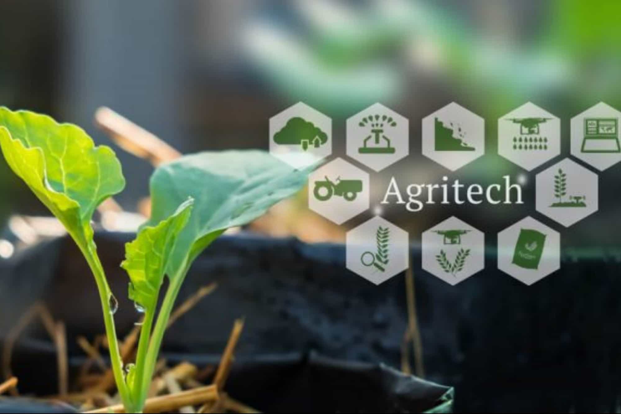 How Agritech Startups Are Transforming African Agriculture